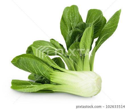 Fresh pak choi cabbage isolated on white background with full depth of field Fresh pak choi cabbage isolated on white background with full depth of field 102633514