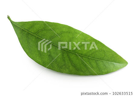 Green lychee leaf isolated on a white background Green lychee leaf isolated on a white background 102633515