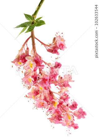 Aesculus x carnea or red horse chestnut isolated on white background 102633544