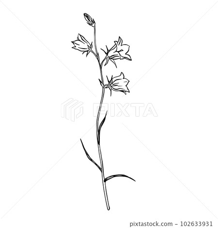 Bluebell flowers. Sketch. Hand drawn outline vector illustration, isolated floral elements for design on white background. Bluebell flowers. Sketch. Hand drawn outline vector illustration, isolated floral elements for design on white background. 102633931