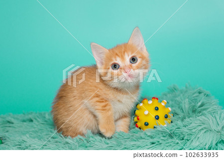 Small red kitten and toy Small red kitten and toy 102633935