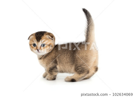 Funny Scottish fold kitten side view Funny Scottish fold kitten side view 102634069