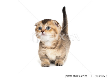 Funny Scottish fold kitten Funny Scottish fold kitten 102634075