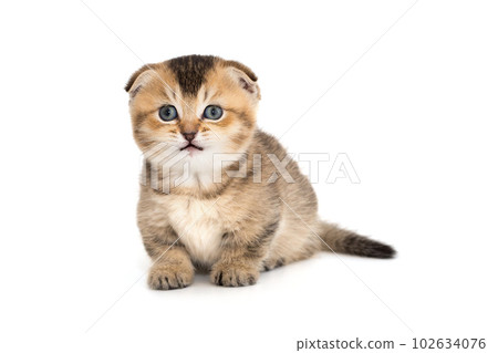 Funny Scottish fold kitten Funny Scottish fold kitten 102634076