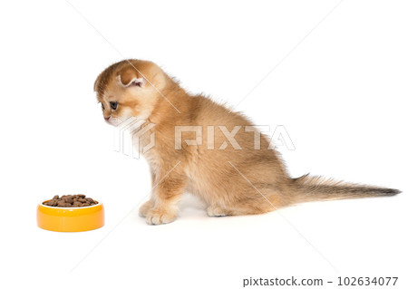 Funny Scottish fold kitten looks at a bowl of food 102634077