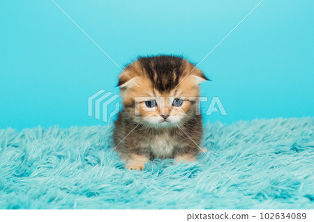 Small Scottish fold kitten Small Scottish fold kitten 102634089