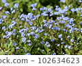 light blue forget-me-not flower 102634623
