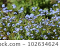 light blue forget-me-not flower 102634624