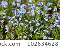 light blue forget-me-not flower 102634628