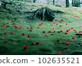 Peony flower 102635521