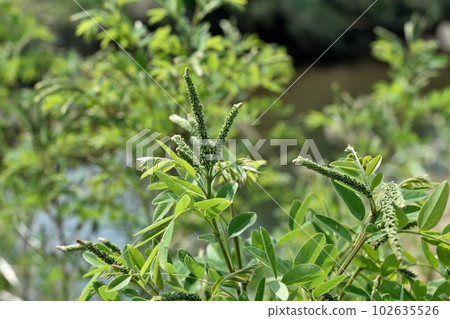 Weasel bud 102635526