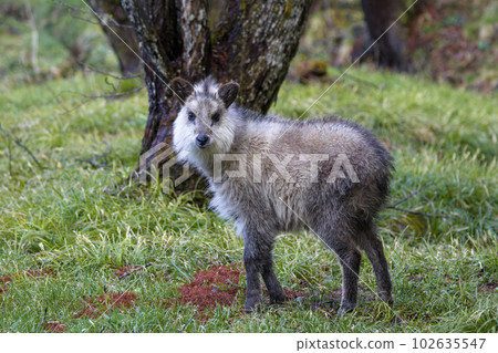 A young Japanese serow in the wild A young Japanese serow in the wild 102635547