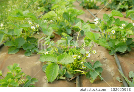 Strawberries field bio plantation white flowers blooming under mulch foil strawberry growing organic flowering bloom grows leaves leaf green farm close up farming closeup detail fresh gardening Strawberries field bio plantation white flowers blooming under mulch foil strawberry growing organic flowering bloom grows leaves leaf green farm close up farming closeup detail fresh gardening 102635958