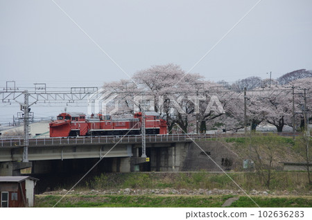 Echigo Tokimeki Railway DE15 Russell Forwarding Cherry Blossoms of Nou 102636283