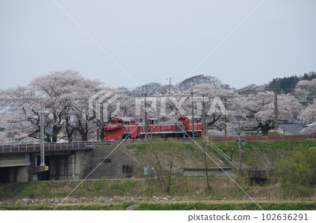 越後心跳鐵道 DE15 Russell Forwarding Nou 的櫻花 102636291