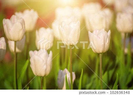 White tulip flowers White tulip flowers 102636348