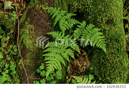 Fern leaf background Fern leaf background 102636352
