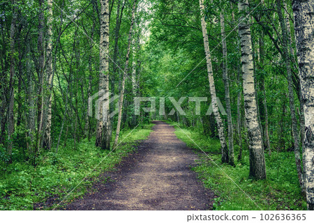 Dark birch forest Dark birch forest 102636365