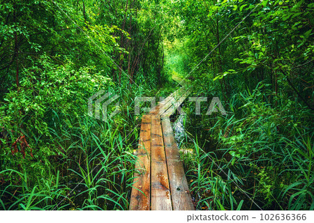 Summer moody forest Summer moody forest 102636366