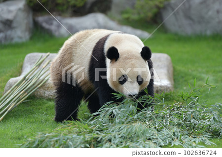 Yuhama searching for delicious-looking bamboo Yuhama searching for delicious-looking bamboo 102636724