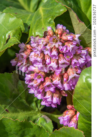 Close-up of pink bergenia flowers. Garden, rural, cottage. Close-up of pink bergenia flowers. Garden, rural, cottage. 102636737