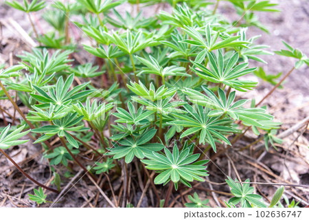 Soft focus on the leaves of perennial lupine flowers. Soft focus on the leaves of perennial lupine flowers. 102636747