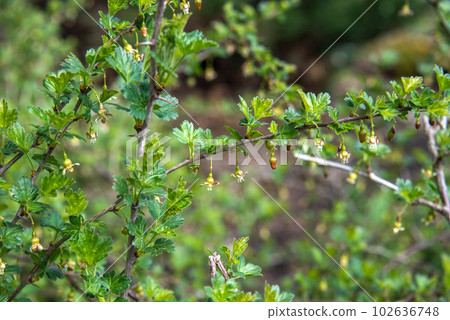 Gooseberry bush with flowers on the branches. 102636748