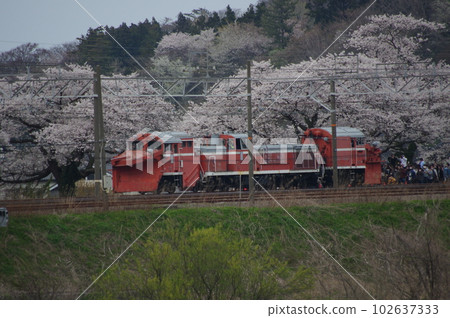 越後心跳鐵道 DE15 Russell Forwarding Nou 的櫻花 越後心跳鐵道 DE15 Russell Forwarding Nou 的櫻花 102637333