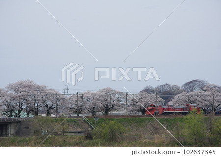越後心跳鐵道 DE15 Russell Forwarding Nou 的櫻花 102637345