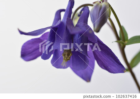Odamaki Odamaki 102637416