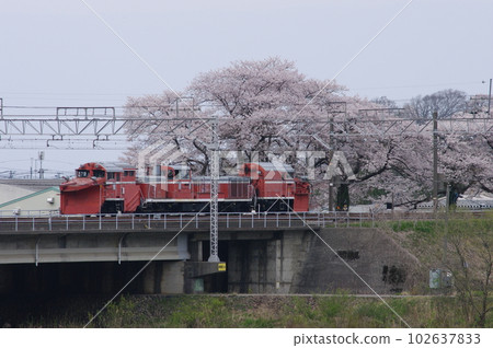 越後心跳鐵道 DE15 Russell Forwarding Nou 的櫻花 102637833