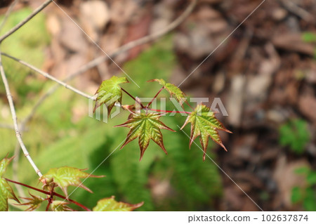 A close-up view of a branch with small new maple leaves A close-up view of a branch with small new maple leaves 102637874
