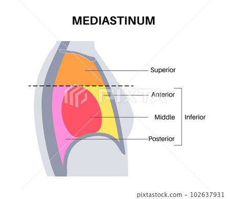 Mediastinum infographic poster Mediastinum infographic poster 102637931