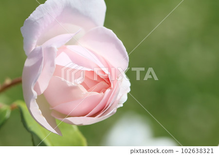 《平塚市假名園》薔薇花 《平塚市假名園》薔薇花 102638321