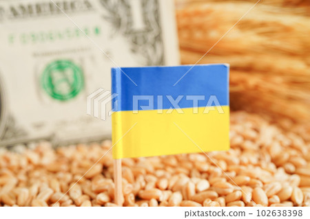 Wheat grains with US dollar banknotes, trade export and economy concept. 102638398