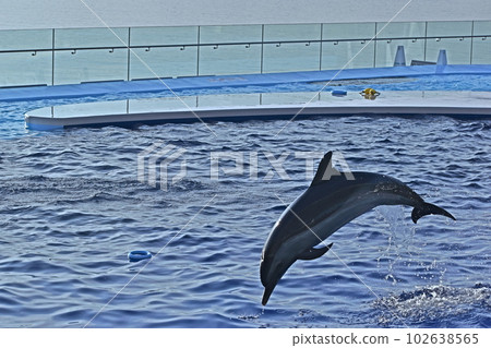 海豚水族館 香川縣 香川縣泳池 海豚泳池 四國水族館 海豚水族館 香川縣 香川縣泳池 海豚泳池 四國水族館 102638565
