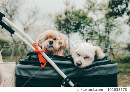 The pet I brought at the women's solo camp 102638578