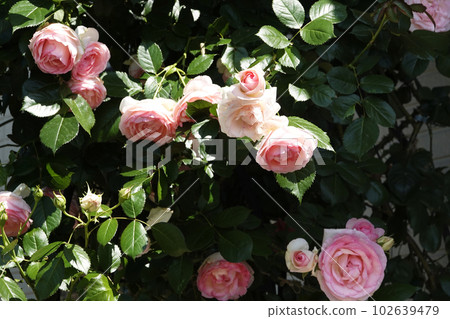 春天在陽光下綻放的粉色玫瑰花 102639479