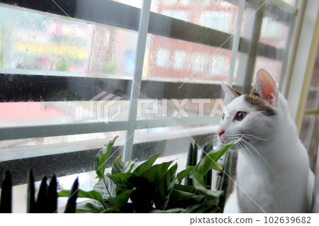 Daily concept of Japanese Bobtail cat living at home 102639682