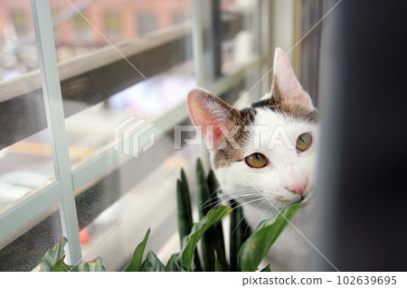 Daily concept of Japanese Bobtail cat living at home 102639695