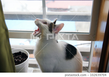 Daily concept of Japanese Bobtail cat living at home 102639704