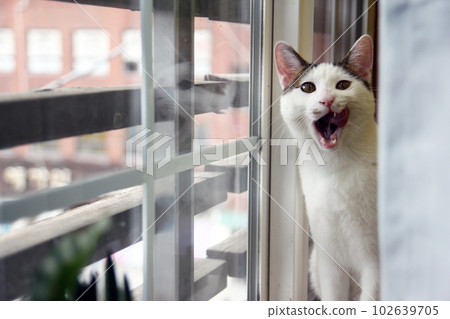 Daily concept of Japanese Bobtail cat living at home 102639705