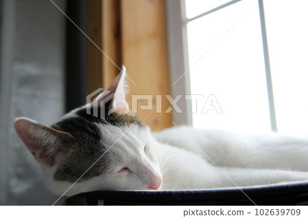 Daily concept of Japanese Bobtail cat living at home Daily concept of Japanese Bobtail cat living at home 102639709