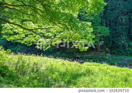 Downstream of Shiozawa Kansui Bridge, Tsuki River, fresh green scenery, Musashi's Little Kyoto Downstream of Shiozawa Kansui Bridge, Tsuki River, fresh green scenery, Musashi's Little Kyoto 102639710
