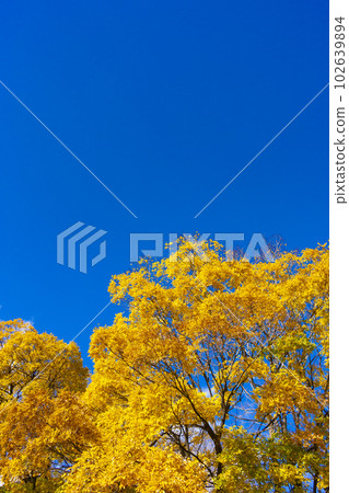 Yellow leaf tree and blue sky 102639894