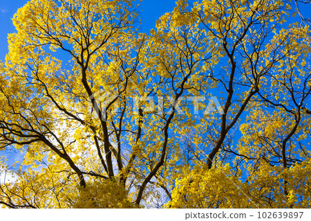 Yellow leaf tree and blue sky 102639897