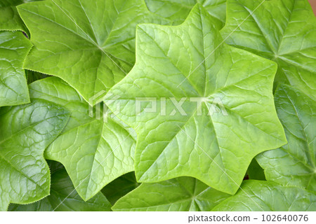 Peppermint leaf pattern 102640076
