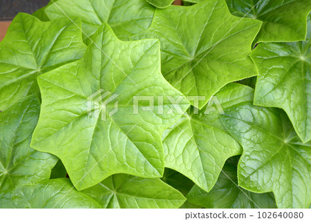 薄荷葉圖案 薄荷葉圖案 102640080