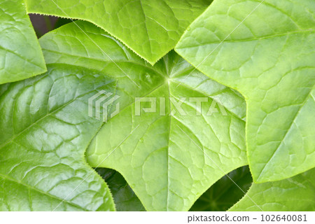 Peppermint leaf pattern 102640081