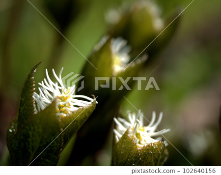 A white Hitorishizuka flower blooming in April A white Hitorishizuka flower blooming in April 102640156